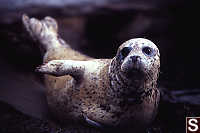 Seal On Slide