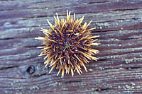 Small Urchin