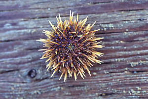 Small Urchin