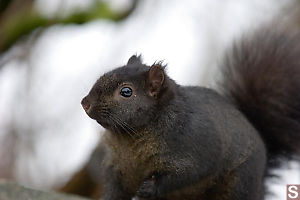 Black Grey Squirrel