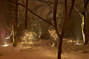 Bright Lights Found Snow