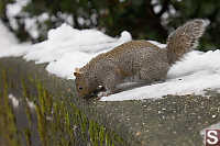 Grey Squirrel