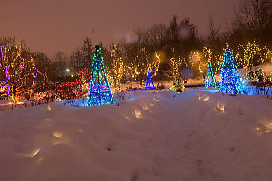 Lights Buried In The Rose Garden