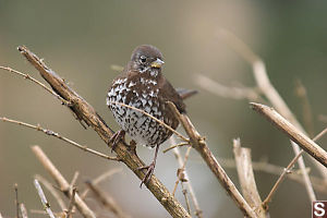 Fox Sparrow