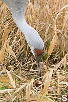 Poking In Grasses