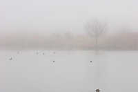 Pond In The Fog
