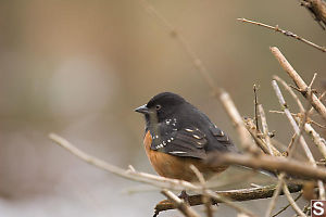 Spotted Towhee