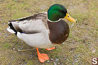 This Is A Mallard