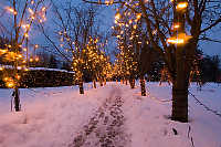 Tree Lines Path