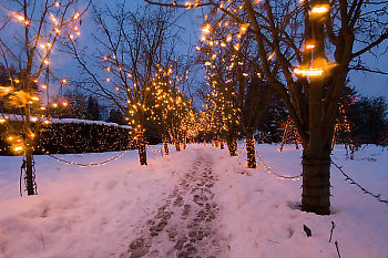 Tree Lines Path