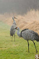 Two Sand Hill Cranes