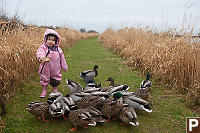 Nara Feeding The Ducks