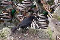 Crow Watching Over Ducks