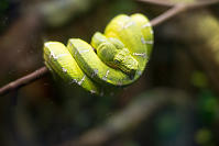 Green Tree Snake