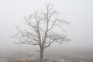Lone Oak Tree With ACrow