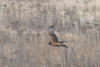 Northern Harrier