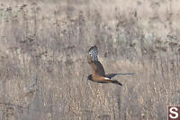 Northern Harrier