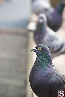 Pigeons On Wooden Beam