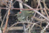 Ruby-crowned Kinglet