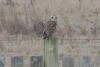 Short-eared Owl