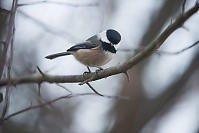 Chickadee Checking Us Out