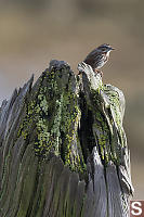 Song Sparrow On Snag