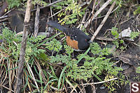 Spotted Towhee Eating Worms