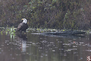 Bald Eagle With Wet Feet