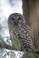 Barred Owl Over The Shoulder