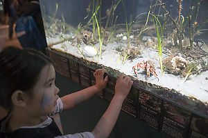 Nara Following Hermit Crab