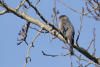 Coopers Hawk Side View