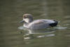 Gadwall