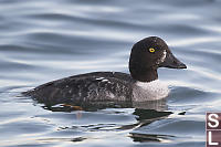Immature Male Common Golden Eye Face Side View