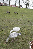 Two Snow Gesse Eating Grass