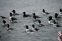 Two Surf Scoters With Golden Eyes