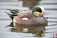 American Widgeon Male