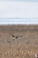 Harrier Coming In For Drop