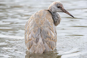 Juvenile Sand Hill Crane