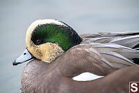Male American Wigeon