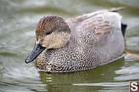 Male Gadwall