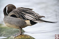 Male Northern Pintail