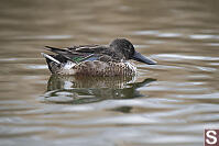 Nonbreeding Northern Shoveler