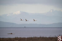 Three Swans Flying By