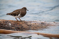 Black Turnstone On Log