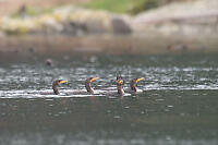 Double Crested Cormorants Swimming By