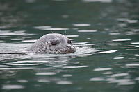 Harbour Seal Close To Shore