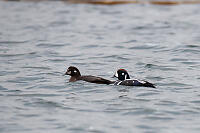 Harlequin Duck Pair