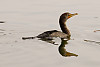 Double-crested Cormorant