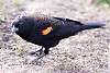 Red-winged Blackbird