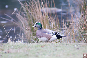 American Wigeon
